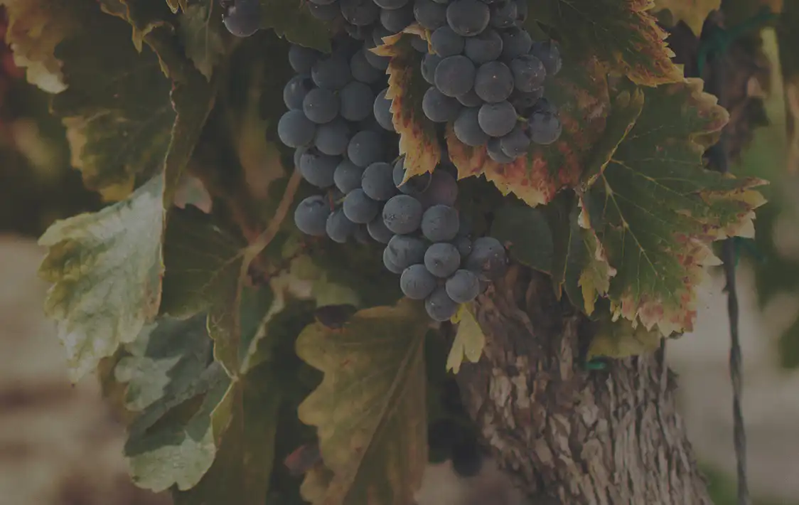 Grapes and Leaves